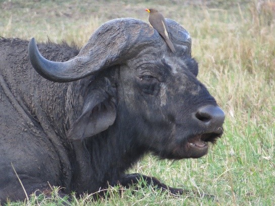 12 Days Samburu, Olpejeta, Nakuru, Maasai Mara, Naivasha & Amboseli Tour