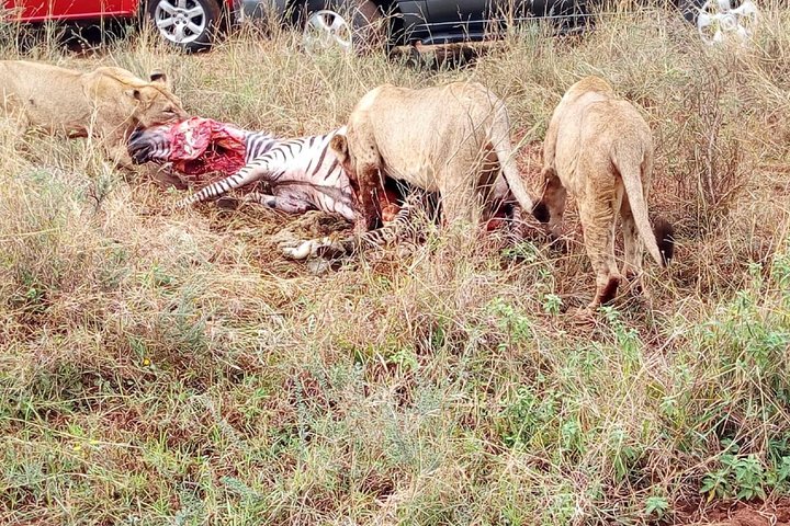 2 Days Amboseli National park safari package