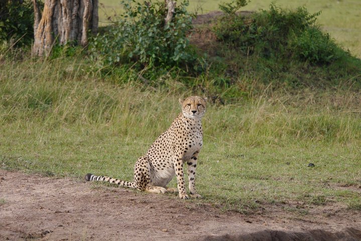 3-Day Meru National Park Private Guided Safari Tour