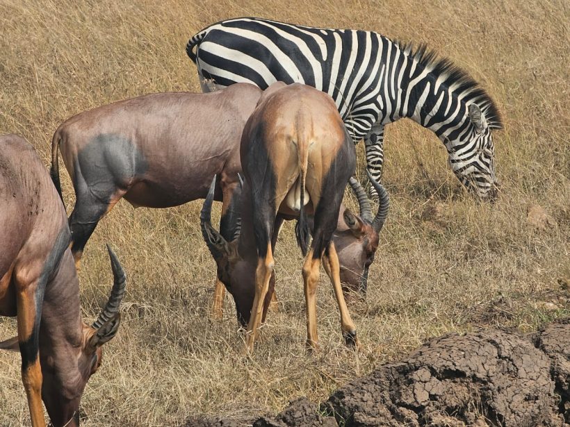 3 Days Amboseli National Park. Small group tour