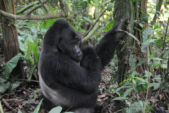 3 Days Gorilla trekking Safari Uganda, Bwindi Impenetrable Forest
