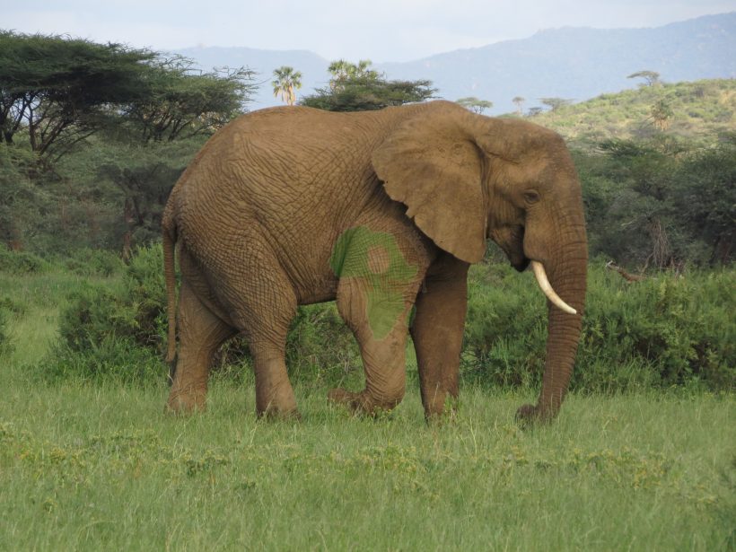 4 Days Amboseli, Tsavo West and East from Nairobi to Mombasa