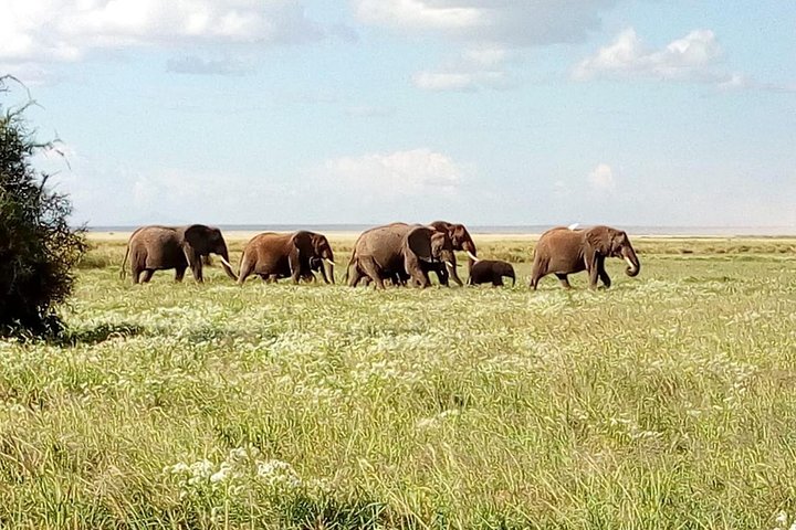 4-days safari: Tsavo east, west and Amboseli national parks