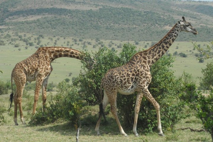 4 days Tsavo West, Amboseli & Tsavo East parks tours
