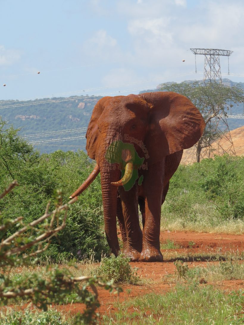 5 Days Amboseli, Tsavo West and East from Nairobi