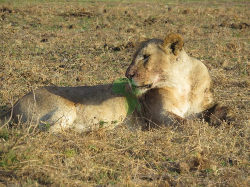 5 Days Tsavo East, West , Amboseli to Nairobi