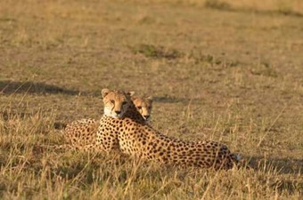 6 Days Maasai Mara, Lake Nakuru & Amboseli Group Tour