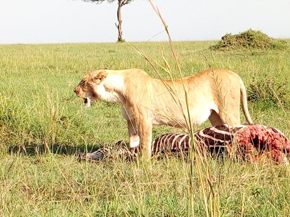 9 Days Group Kenya & Tanzania Safari