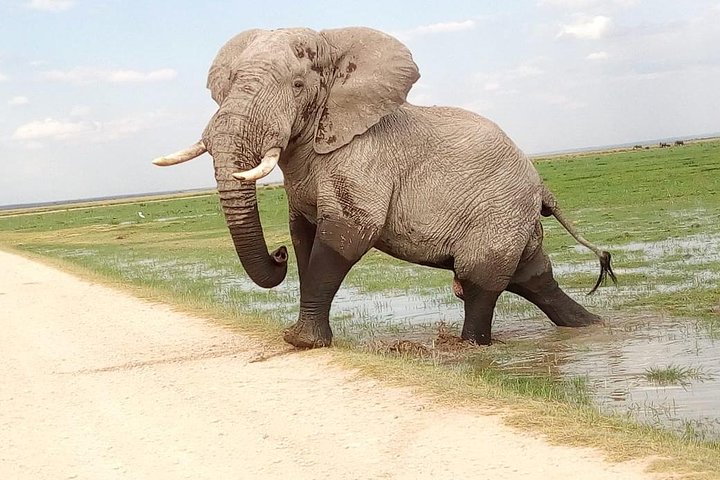 Amboseli National Park Day Tour from Nairobi