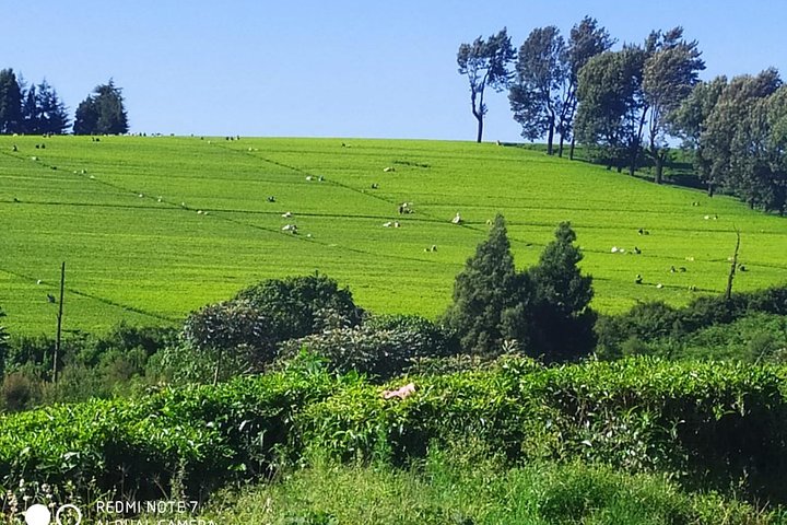 Coffee Farm and Factory Tour from Nairobi City