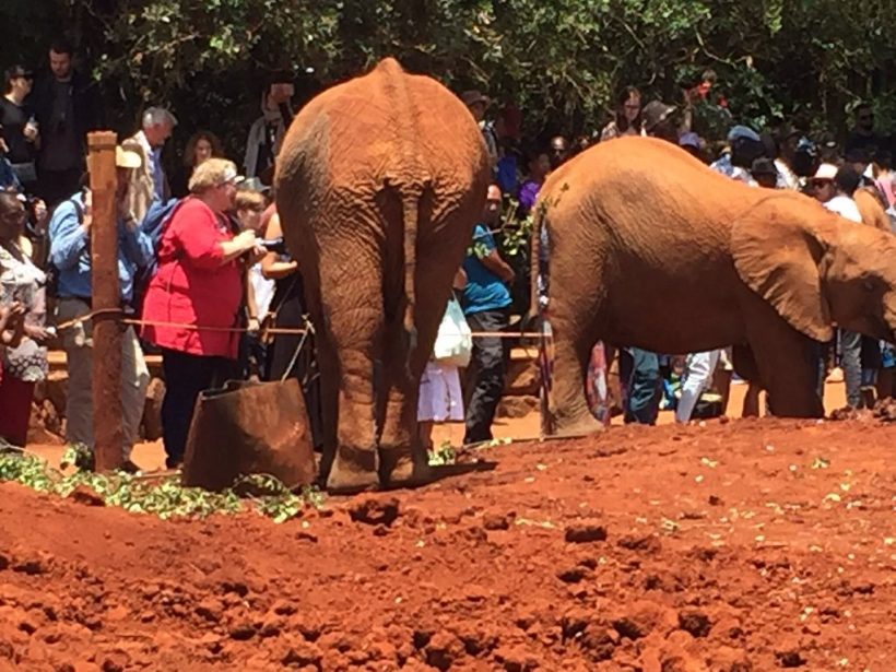 David Sheldrick Half-Day Tour