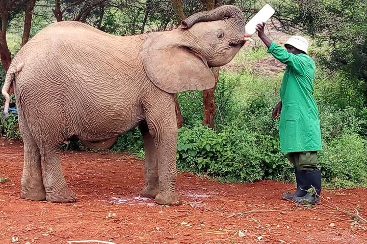 Elephants,Giraffe center, Blixen Museum & Bomas of Kenya