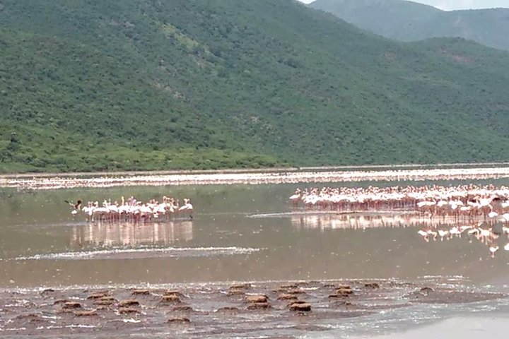 Lake Bogoria Flamingos Tour from Nairobi