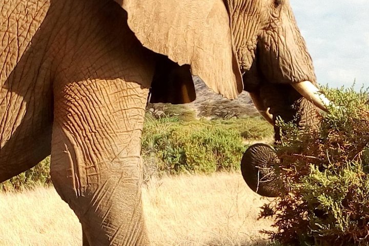 Maasai mara, Nakuru, Amboseli and Tsavo west National parks Safaris