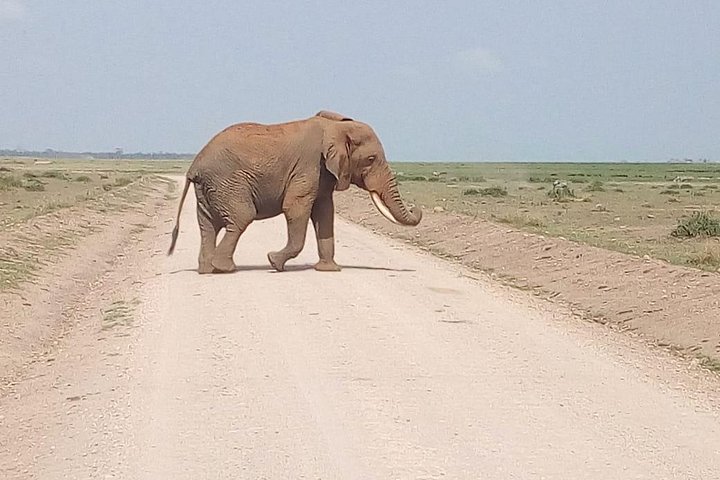 Masai Mara Full Day Tour From Nairobi, Naivasha Or Nakuru