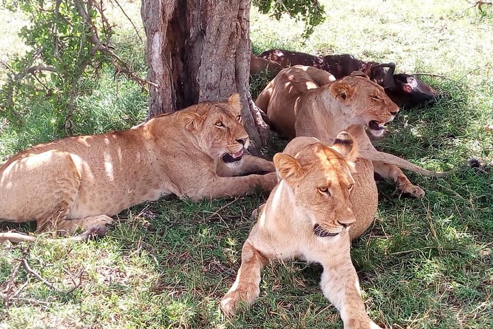 Mid-Range: 7 days Maasai Mara, Naivasha, Nakuru & Amboseli tour