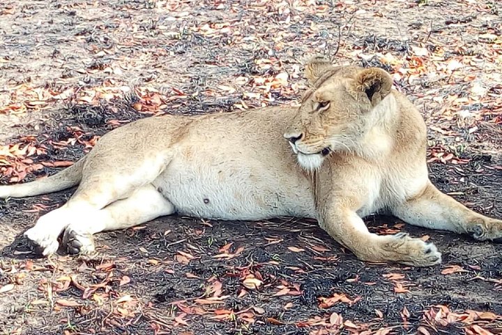 Nairobi Orphanage Half Day Tour