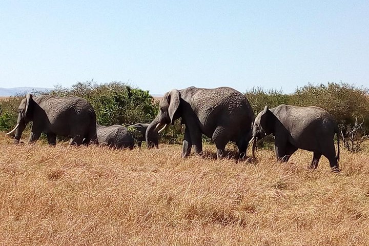 Ol Pejeta Conservancy Day Tour