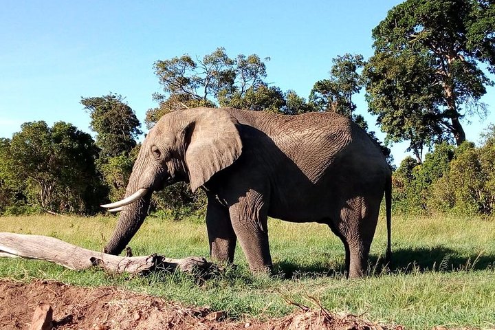 Tsavo And Amboseli National Park 3 days safari