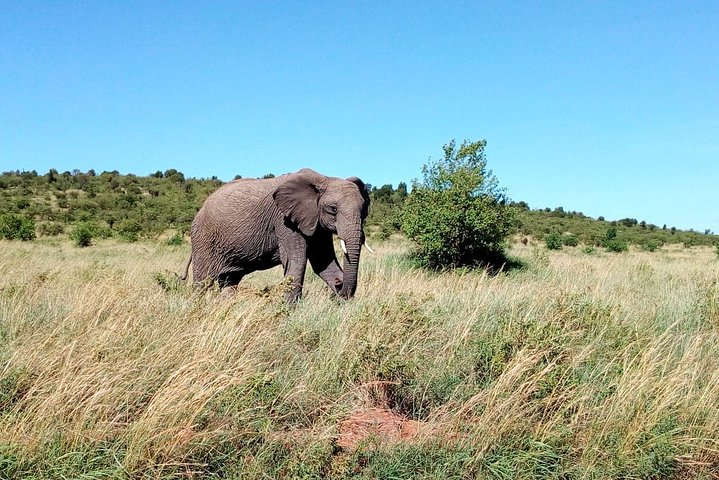 Tsavo East & West, Amboseli 5days from Mombasa