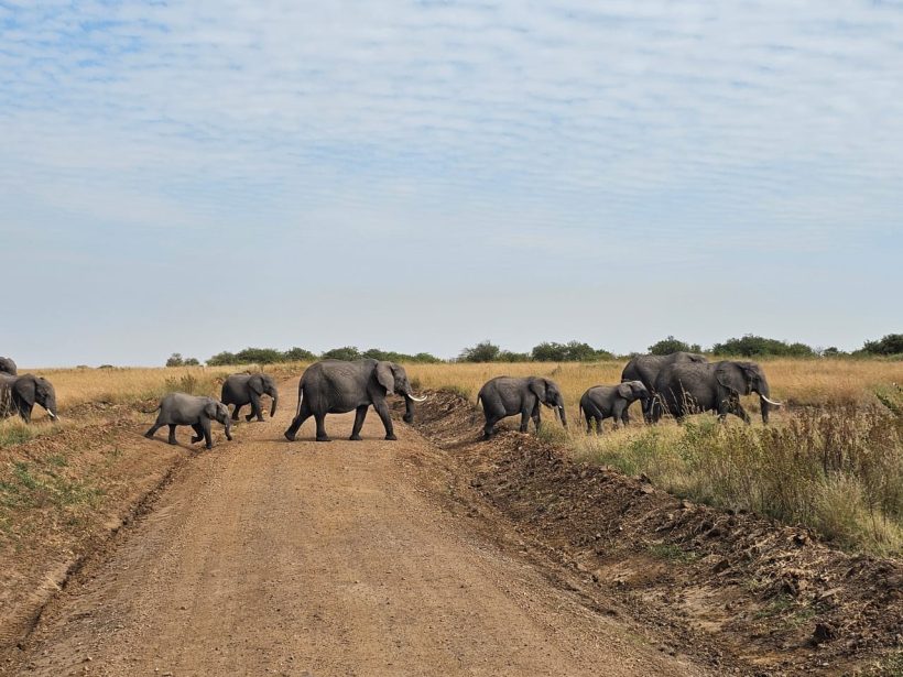 Tsavo National park Small group tour